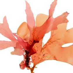 SPF50 Sensitive zones protective fluid  50 ml.