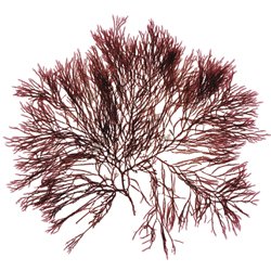  Renovative night cream 50 ml.